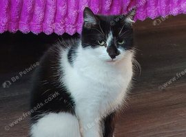 Female cat needs a loving home