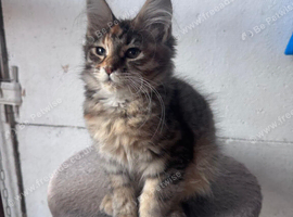 Maine coon female TICA registered and DNA tested