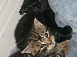 Kittens