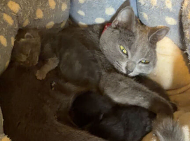 3 gorgeous kittens for sale