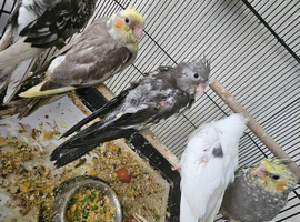 Cockatiel chicks hand tame