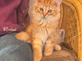 Beautiful Pure Bred Siberian Kittens - Ready Now