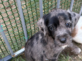Blue Merl cocker jack girl