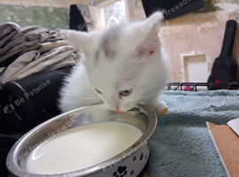 Last white male BSH kitten