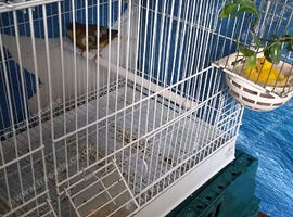 Canaries