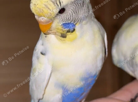 Pied Budgies read desc