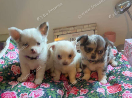 5 beautiful chihuahuas
