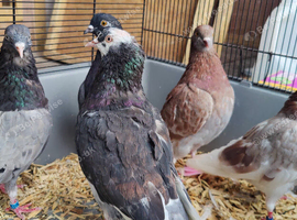 Roller pigeon's for sale