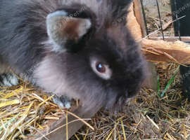 Short hair lionhead boy