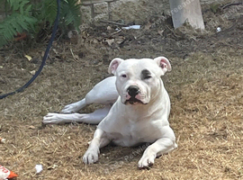 Gorgeous staffy for stud