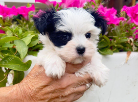Yorkie x Maltese