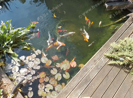 Pond Fish Job lot