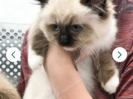 Registered ragdoll pedigree