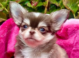 Beautiful KC Chihuahua Puppies