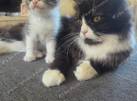 Male BSH cross kitten