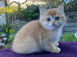 Golden Female in Tamworth