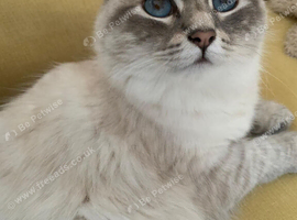 Beautiful Female Siberian Cat