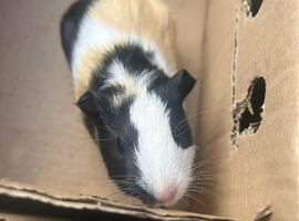 7 week old mixed guinea pigs, 2 one year old male pigs