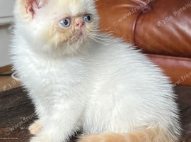 Colourpoint Exotic Kittens for sale