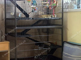 2 female rats and cage