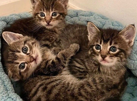 Kittens ready now