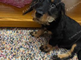 Cavapoo x dachshund 15 weeks old