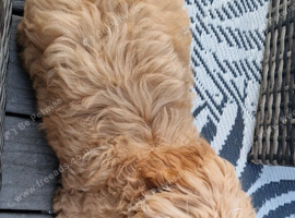 18 week boy maltipoo