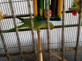 Ringneck parakett