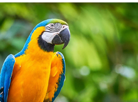 Macaws