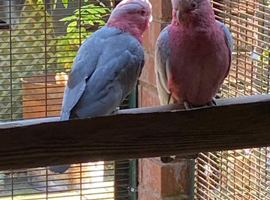 Proven breeding pair Galah Cockatoos  Sold subject to collection