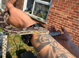 Corn snakes