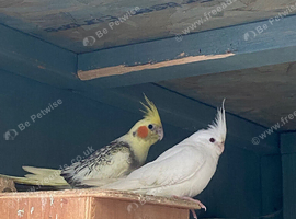 Baby cockatails