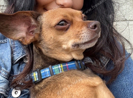 dachshund x chihuahua 5years old female