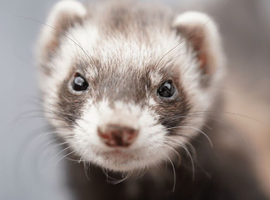 Wanted ferrets