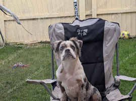 Visual fluffy olde English bulldogge