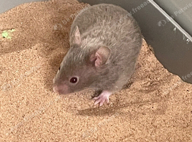 Beautiful Syrian Hamsters