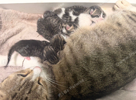 5 kittens ready on the 3 October