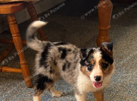 5 tri colour and blue Merle border collies looking for lovely homes