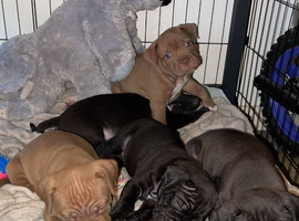 Dogue de Bordeaux X sharpei puppies