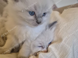 Beautiful Ragdoll kittens