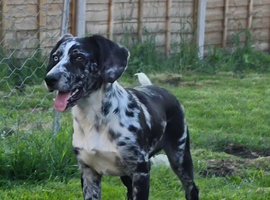 Rehoming my Puppy