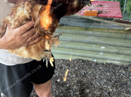 Silkies
