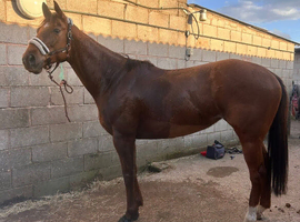 Chestnut thoroughbred mare