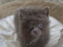 POMERANIAN PUPPY LAVENDER (REDUCED)