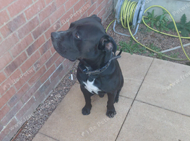 Zeus Presa x bullmastiff