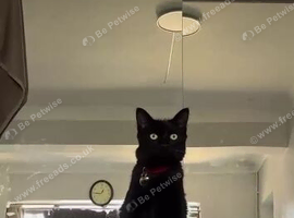 Beautiful 8 month old male cat for adoption rehome