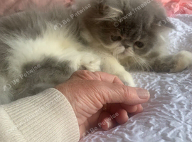 Ready Now*GCCF Reg. Persian Kitten