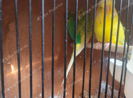 Budgies