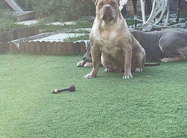 American bull breed