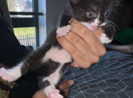 kittens ready to leave today